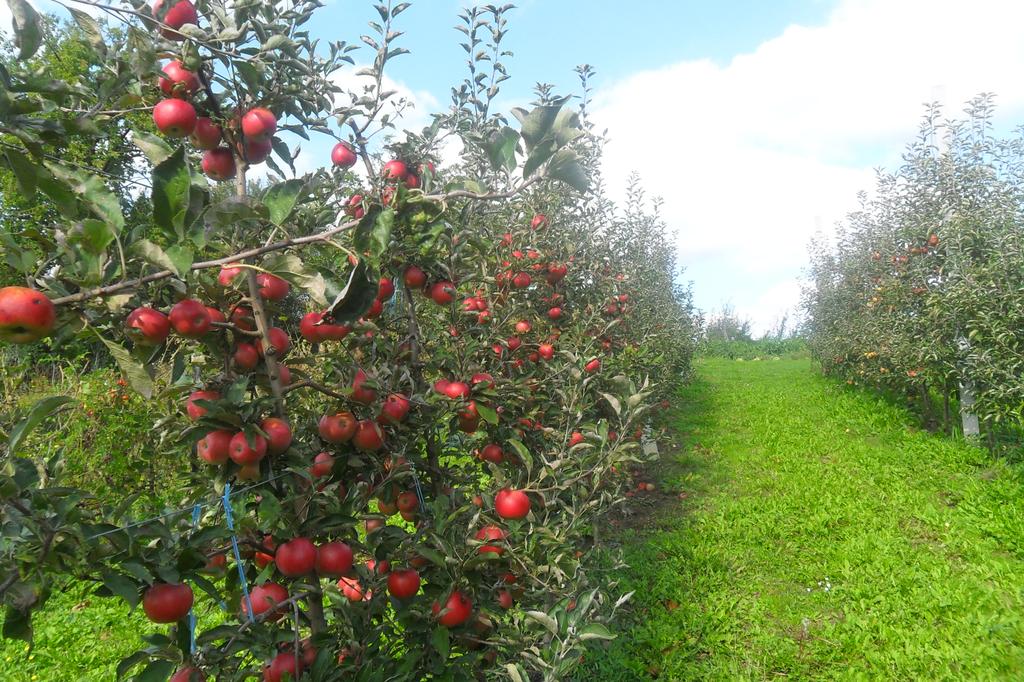 Excursion site Zeleni put