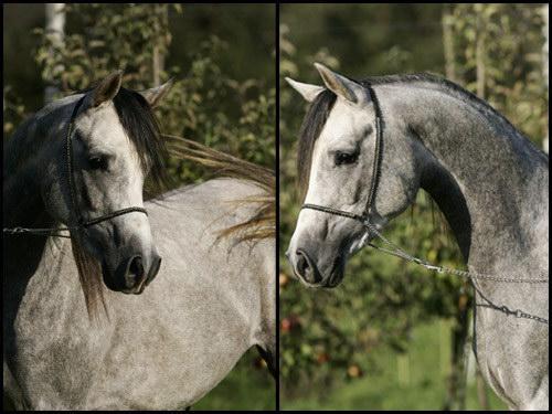 P. Z. Ergela Višnjica