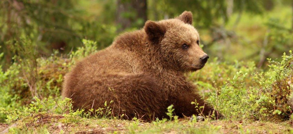 NP Velebit settentrionale