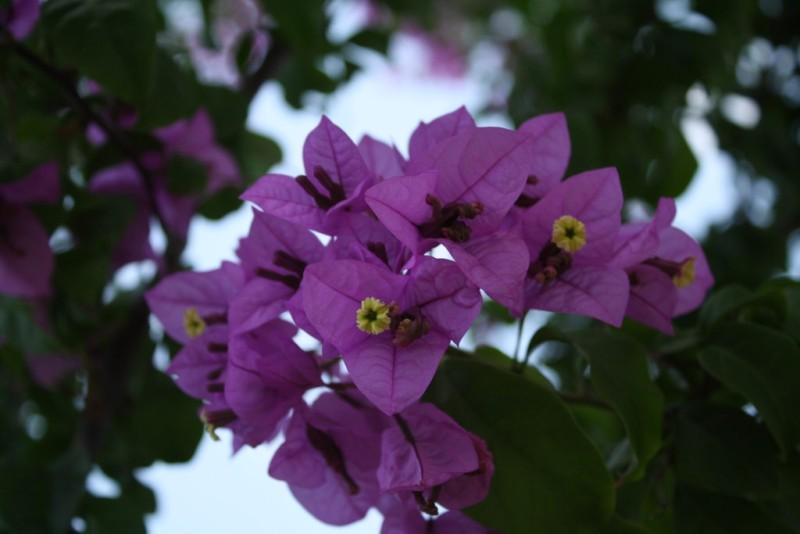 Apartman Splitska Brač