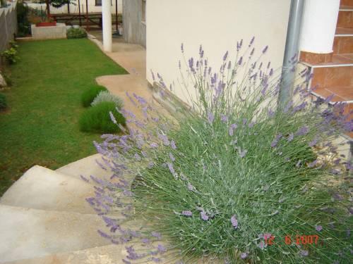 Apartmani Aroma mora