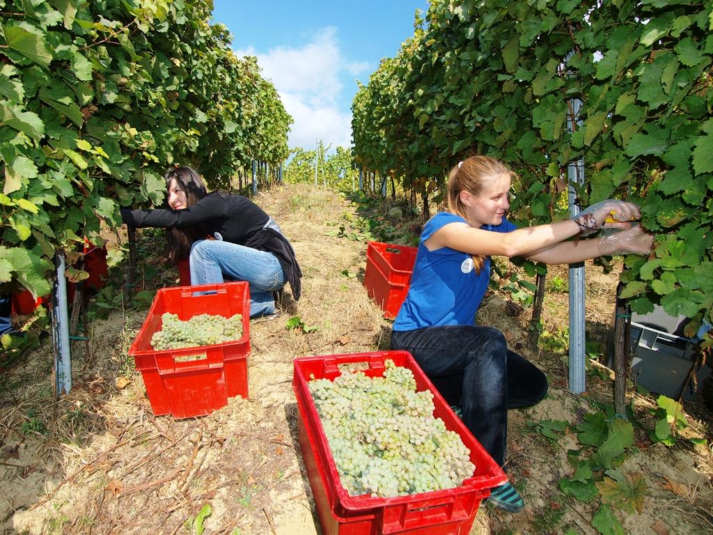 Vinarija, pansion & restaurant "Vuglec Breg"