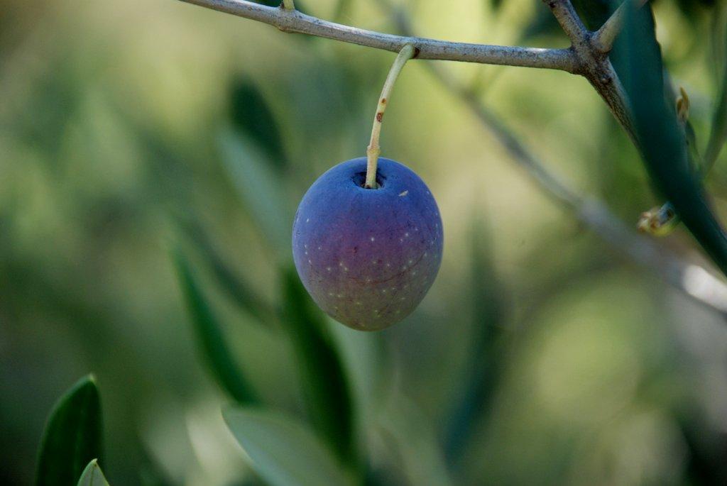 Appartamenti Kosirina