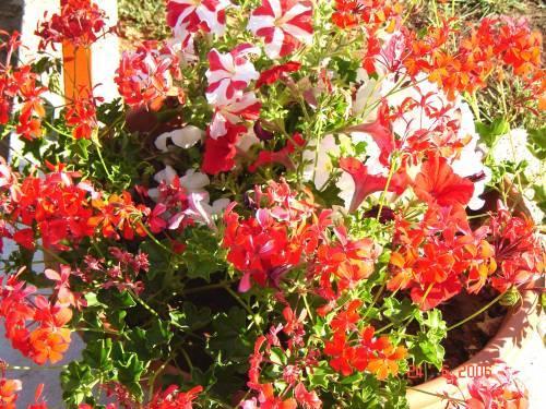 Apartmani Aroma mora