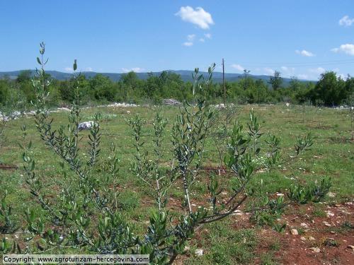 Agriturismo-Erzegovina