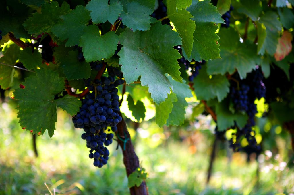 Vinarija, pansion & restaurant "Vuglec Breg"