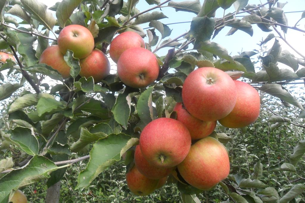 Excursion site Zeleni put