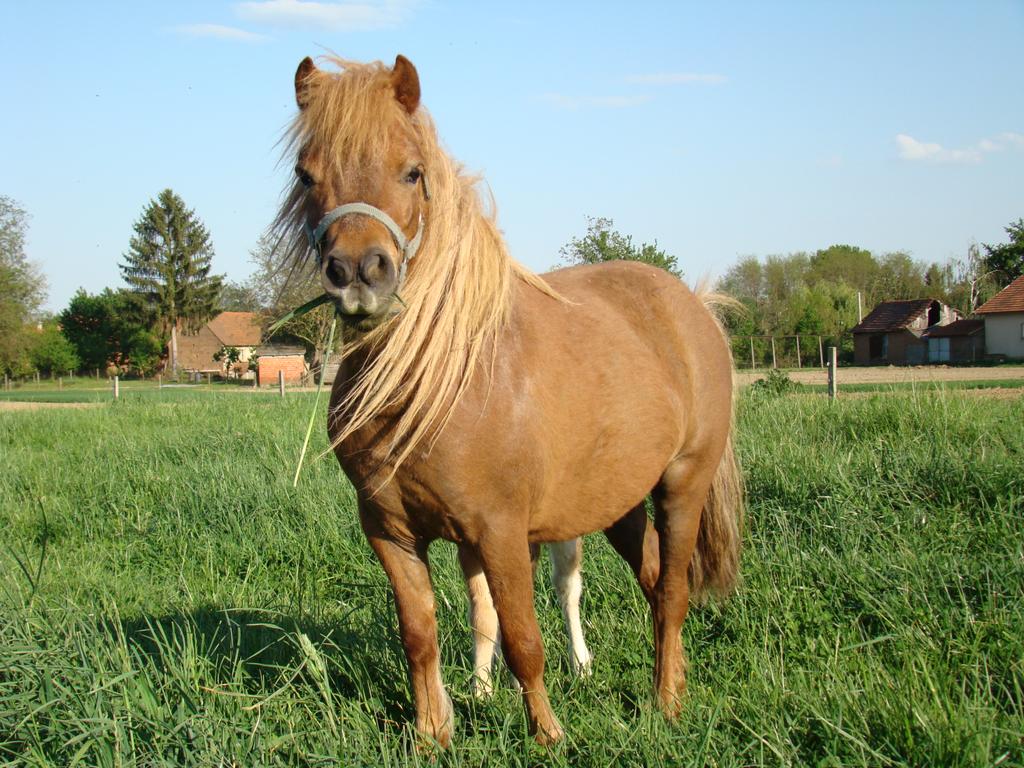 Ranč Ponyland