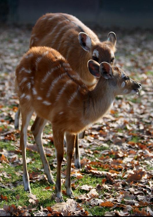 Zagreber Zoo - ein Ort für eine tolle Zeit