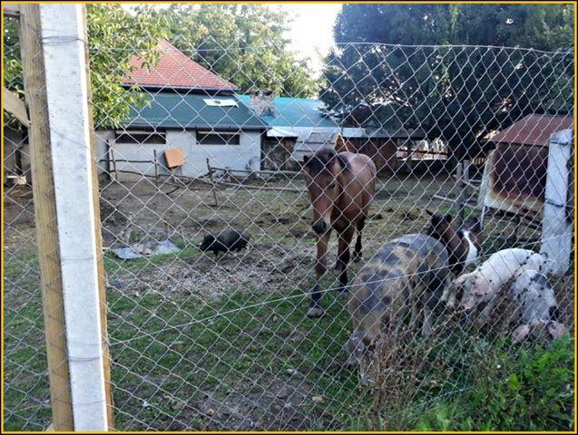 Ausflugsziel "Zeko", Aljmaš ,,, Übernachtung 80 kn pro Person