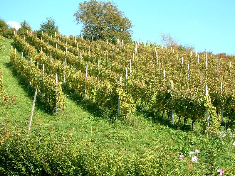 Vinska kuća Jana