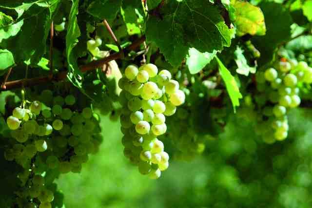Istra