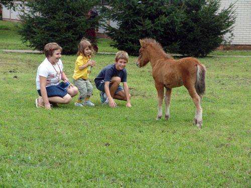 P. Z. Ergela Višnjica