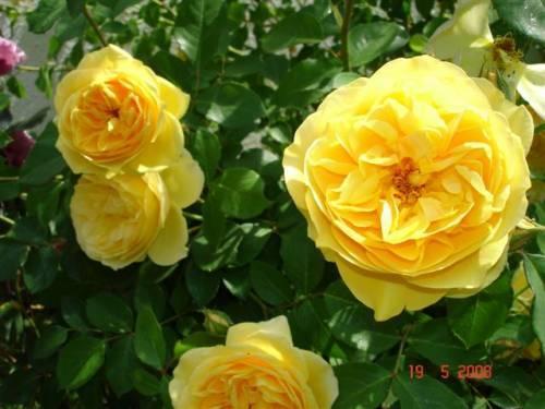 Sobe-apartmani Corina