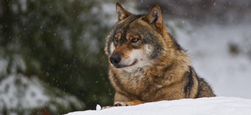 NP Velebit settentrionale