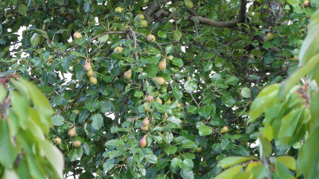 Appartamento Tina Gracac