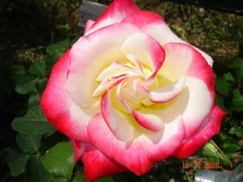 Sobe-apartmani Corina