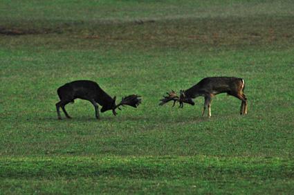 Parco nazionale di Brioni