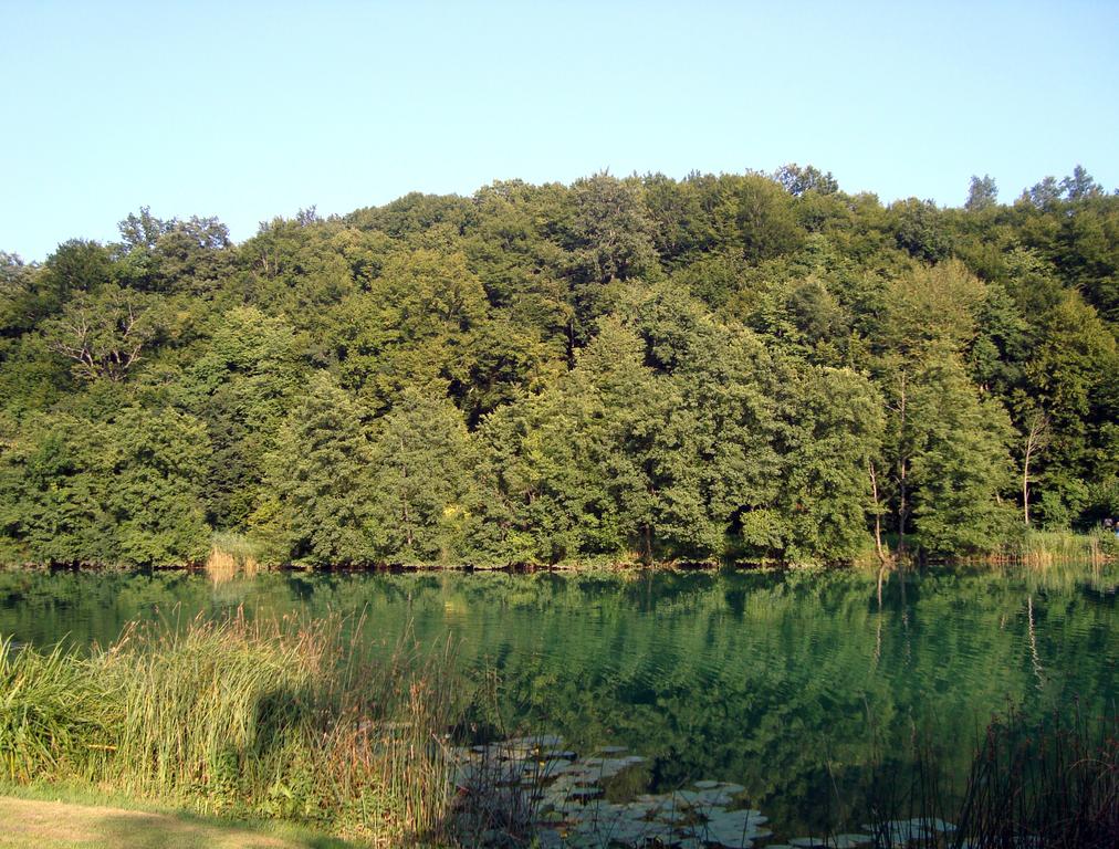 Campo Robinson "Leskar" - Mrežnica