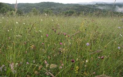 CarEx - Brigom o suhim travnjacima čuvamo bioraznolikost