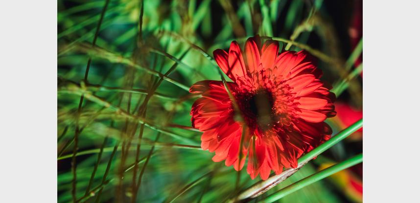 49. PRAZNIK CVIJEĆA – SPLIT U CVATU TRADICIJE I IZUMA