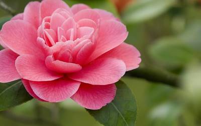 18. FESTIVAL KAMELIJA