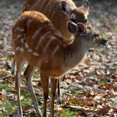 Zagreb Zoo - a place for a great time